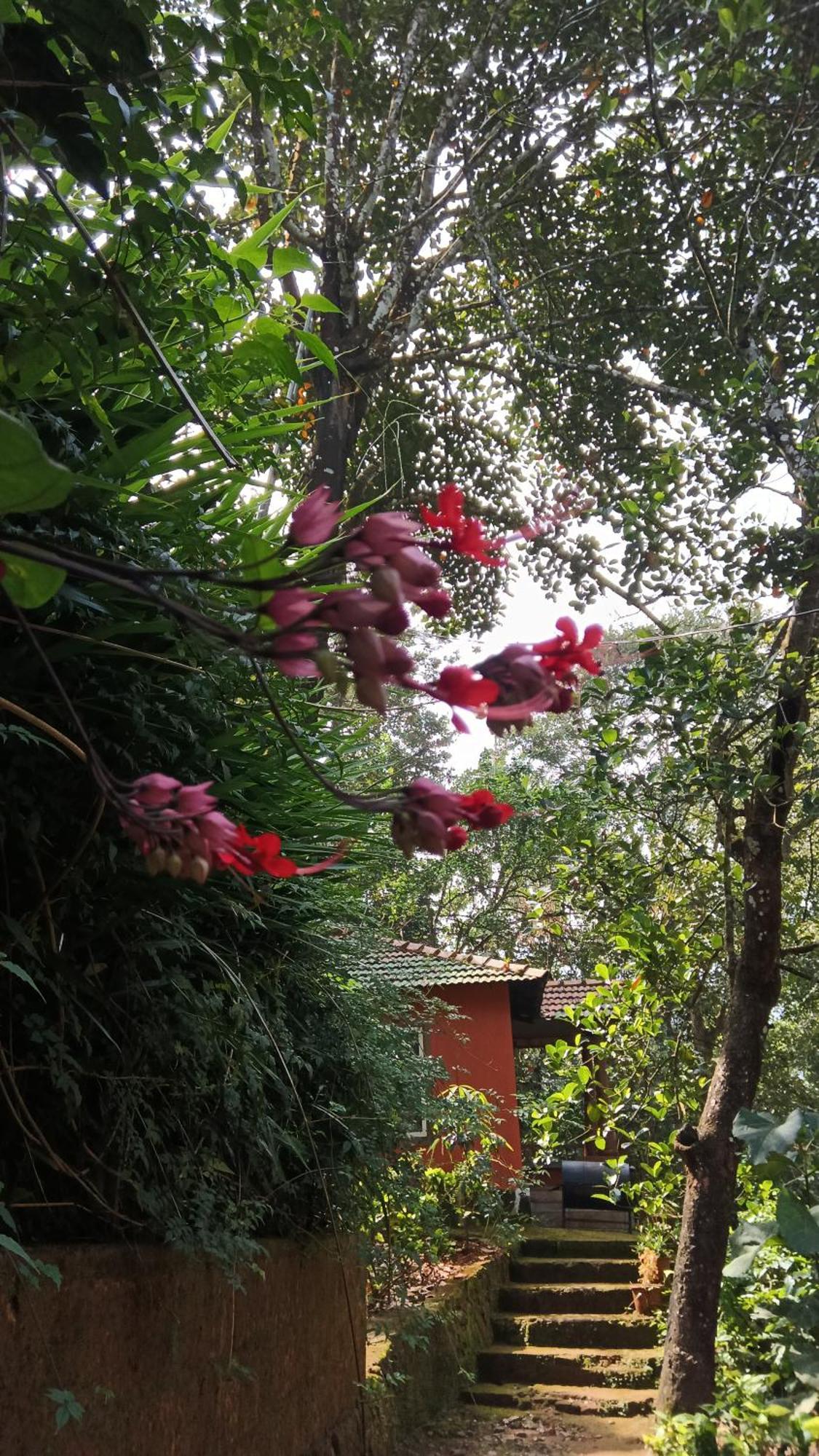 Jungle Valley Ayurvedic Spa Resort Meppādi Exterior foto